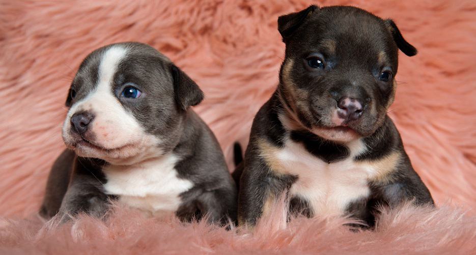 how much to feed american bully pup