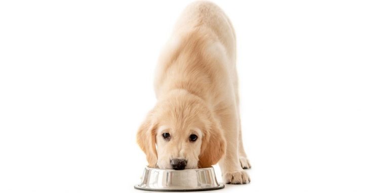 Why Are There Worms In Your Dog's Water Bowl?