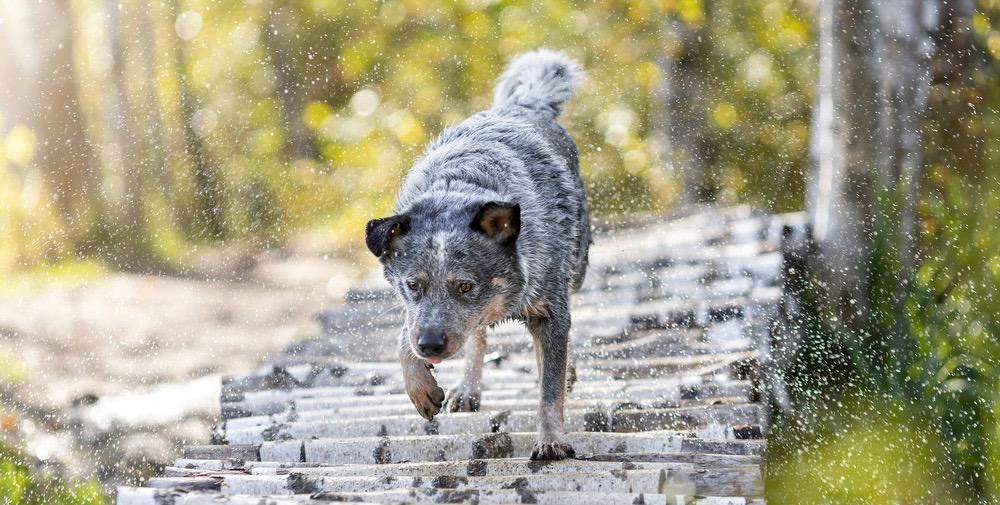 Blue Heeler Calm Down