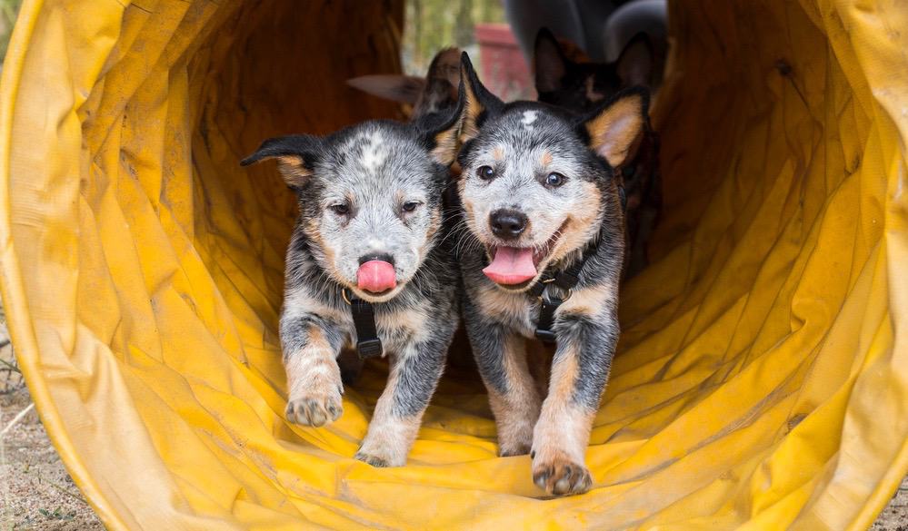 When Blue Heeler Healthy Diet