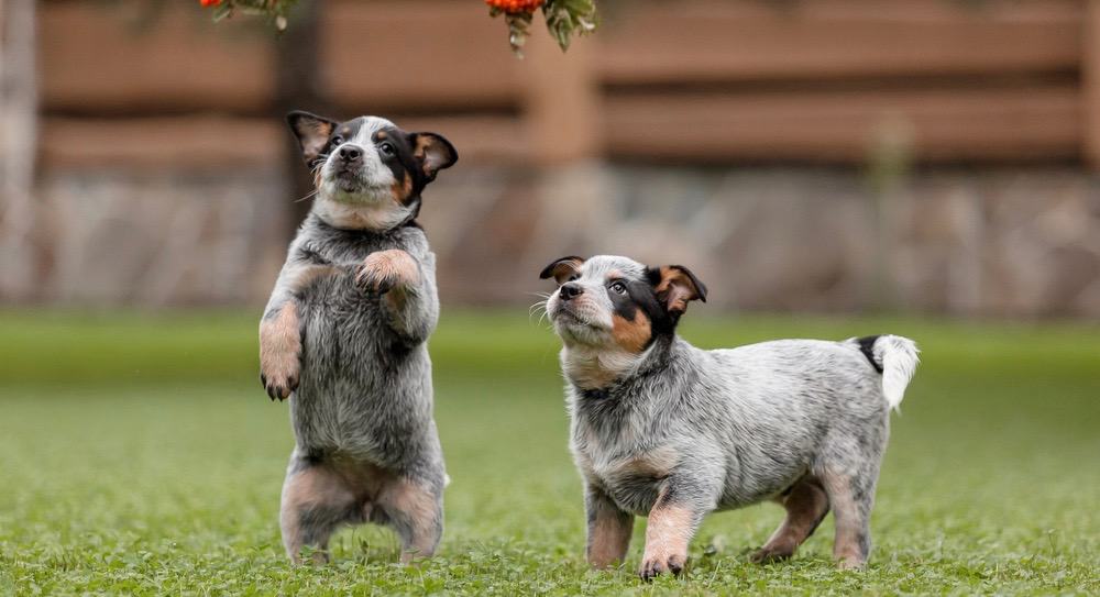 Blue Heeler Temperament