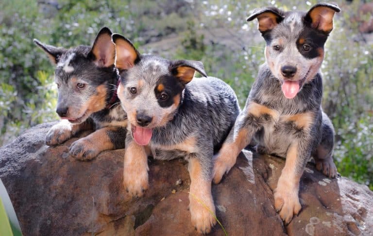When Do Blue Heelers Calm Down (At What Age)?