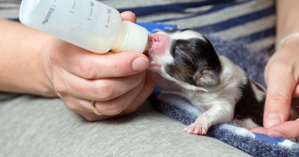 Bottle Feeding Puppies