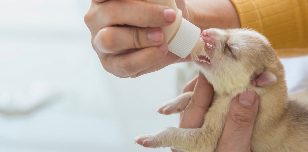 Bottle Feeding Puppy