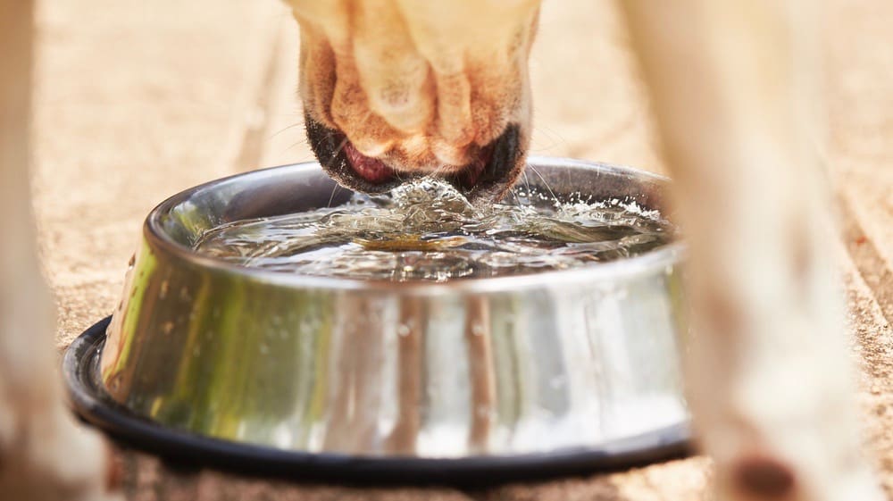 Why Are There Worms In Your Dog's Water Bowl?