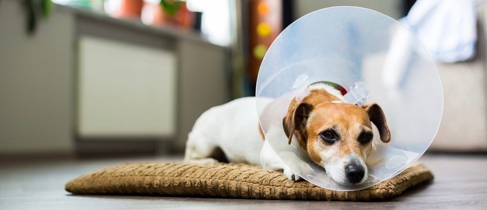 Cone Collar For Dog