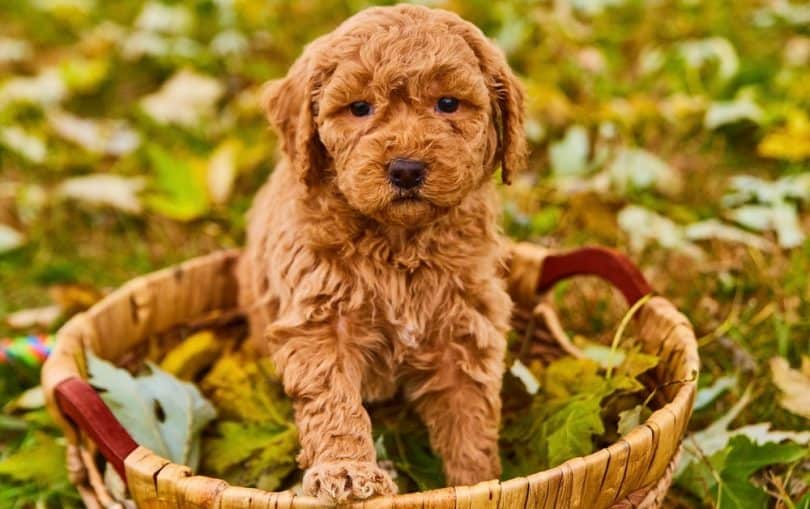 How Long Will My Puppy Poop Worms After Deworming?