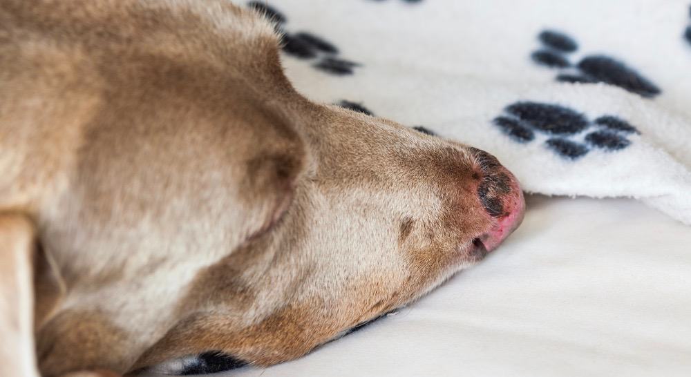 do dogs noses heal quickly