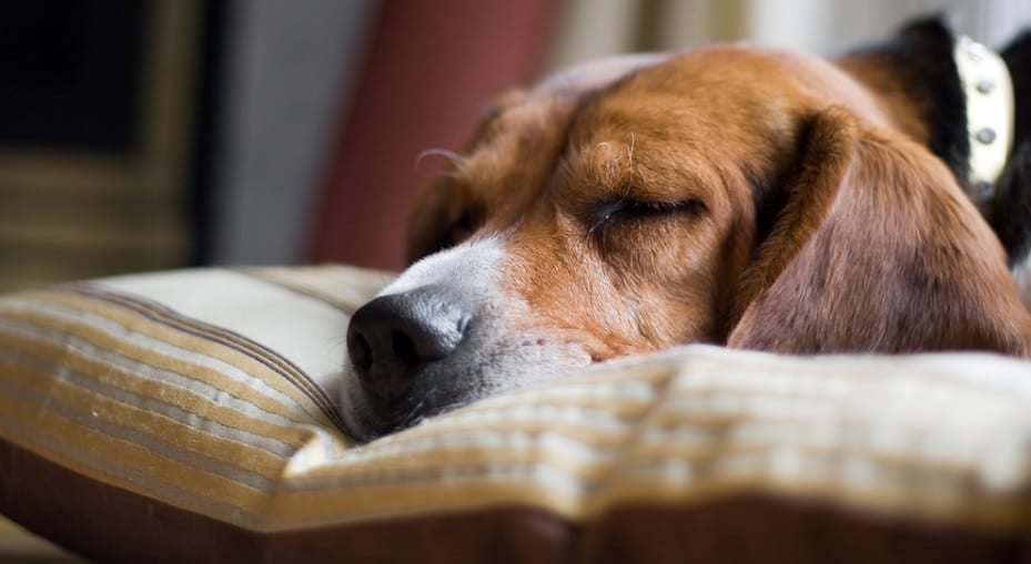 Dog Noisy Breathing When Sleeping