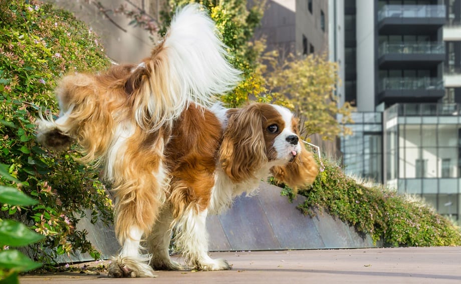 Dog Peeing Outside