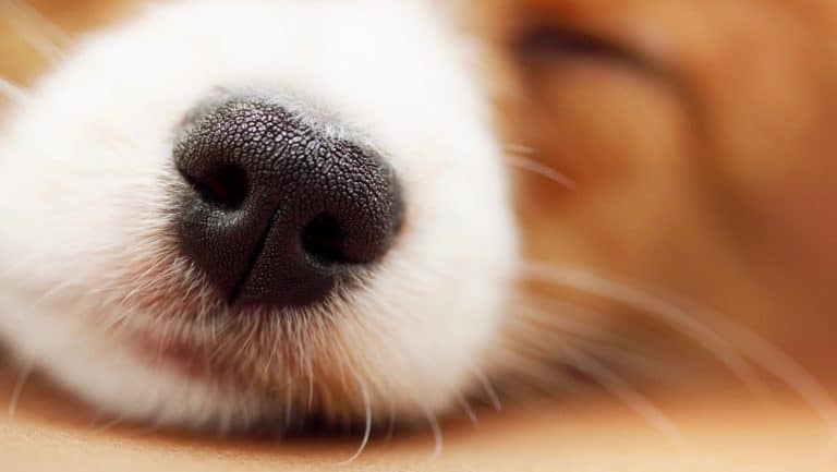 My Dog Scraped His Nose – Will It Turn Black Again?