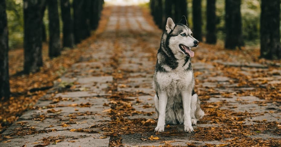 dog-sitting-position-meaning-different-dog-sitting-positions