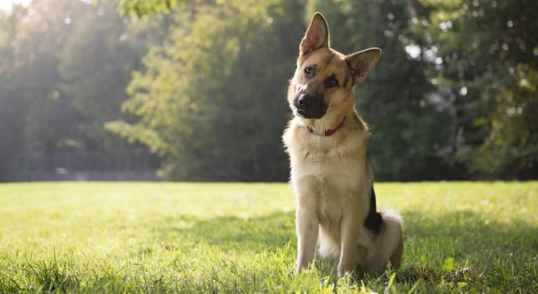 dog-sitting-position-meaning-different-dog-sitting-positions