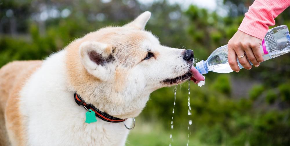 Dog Won't Drink Water After Surgery | How To Make A Dog Drink