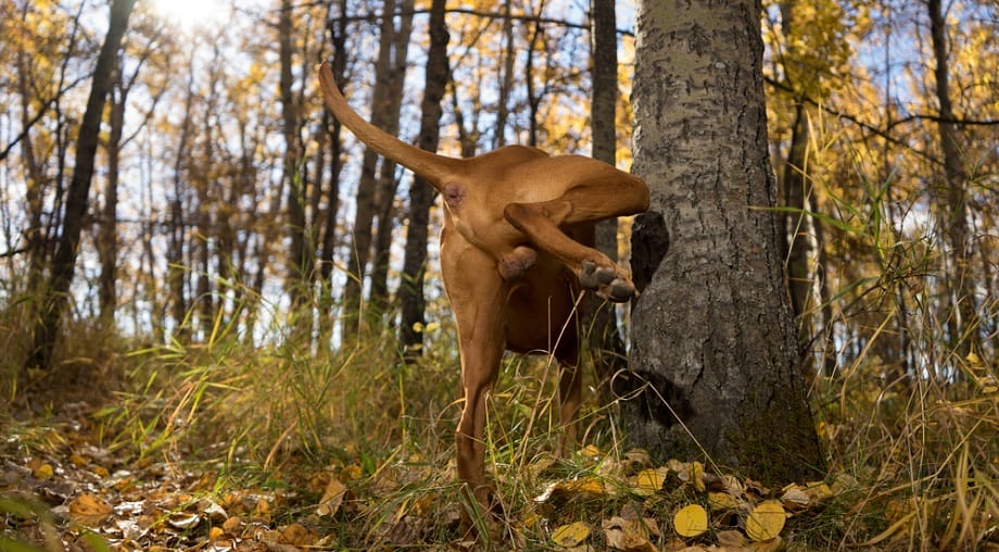 Dog Won't Pee Outside