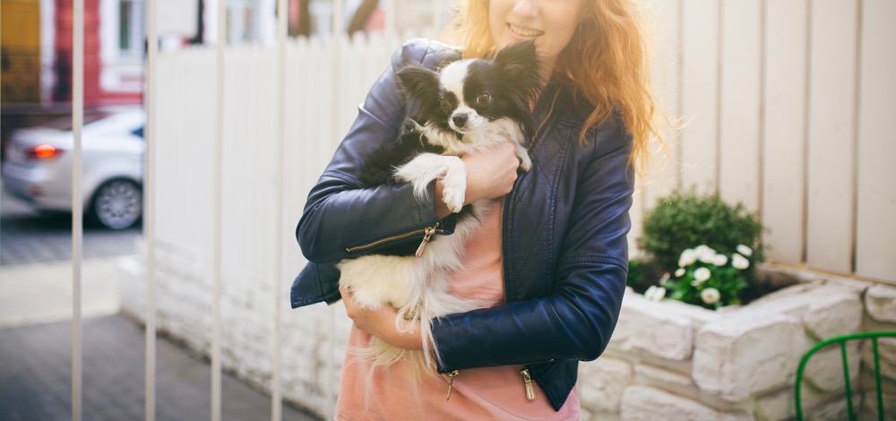  Il cane guaisce quando viene raccolto