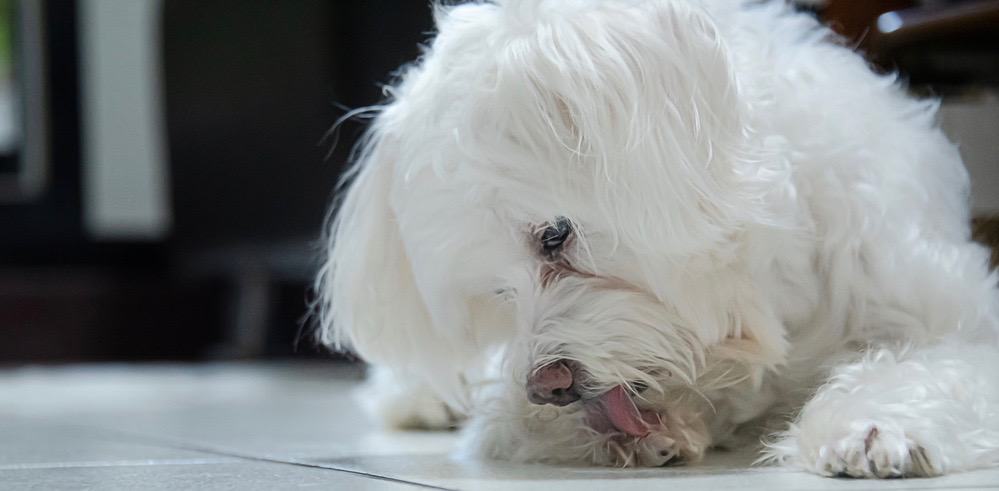 Dog Licking Paws