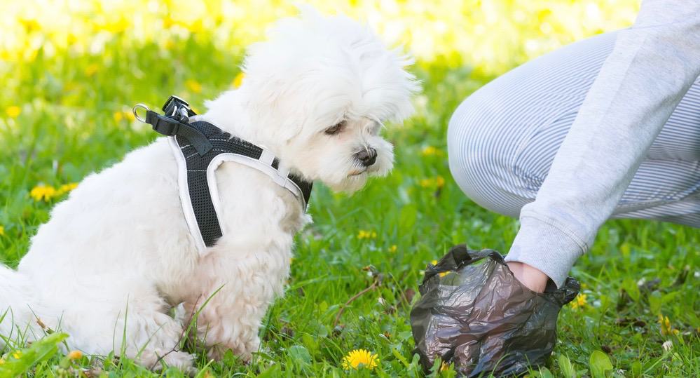 Dogs Poop Problem