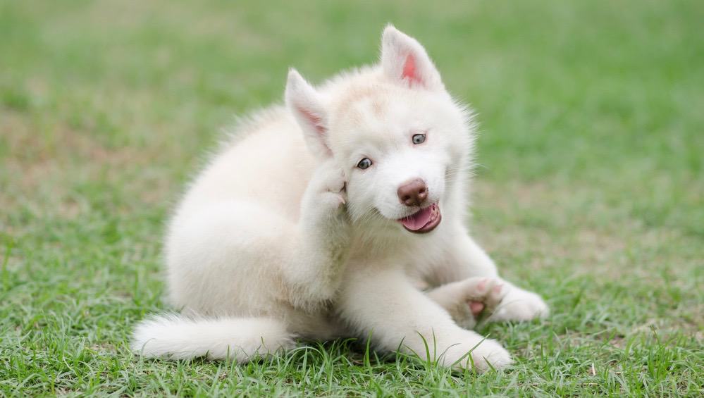 My Dog Keeps Sitting Down Abruptly | Dog Sitting Down