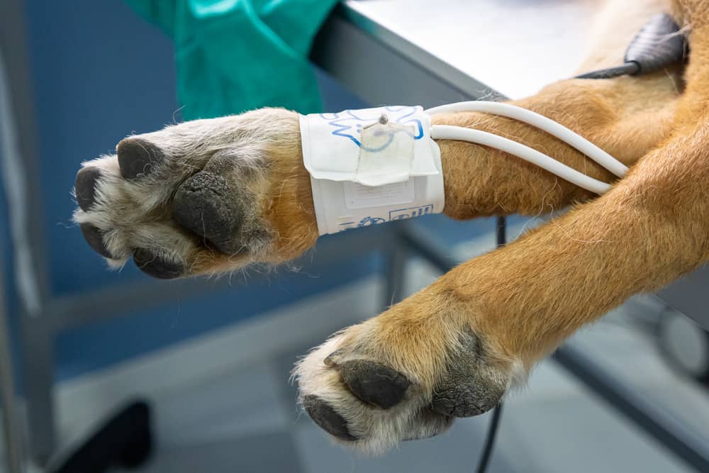 Dogs Wont Drink After Surgery