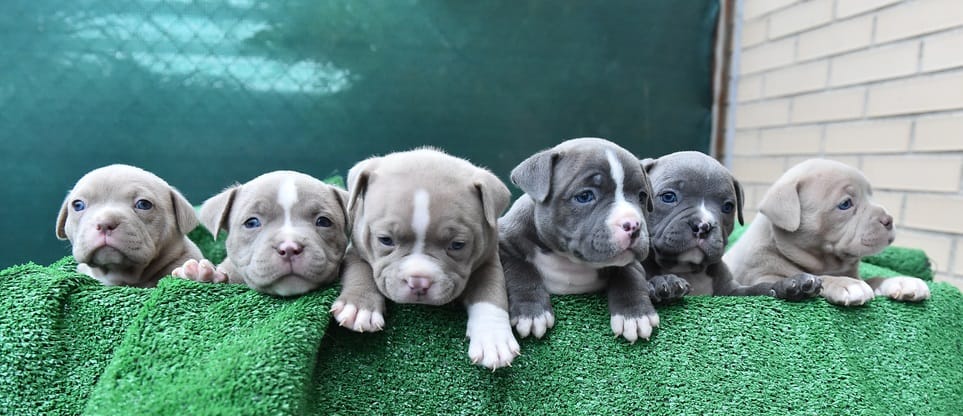 Feeding American Bully Puppy