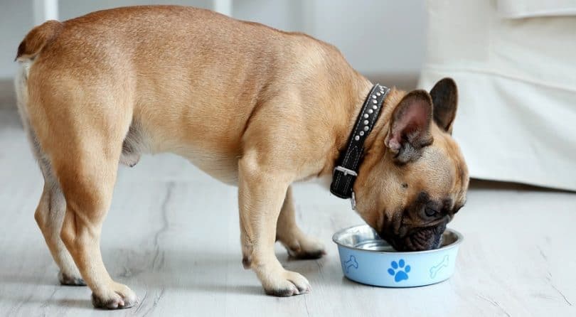 how-much-chicken-and-rice-to-feed-a-dog-by-weight