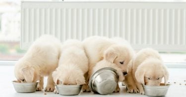 How Much Should I Feed A Puppy By Weight