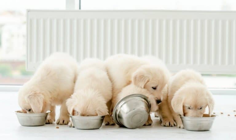 How Much To Feed A Puppy By Weight – Puppy Feeding Chart
