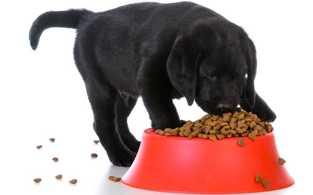 How Often To Feed A Puppy