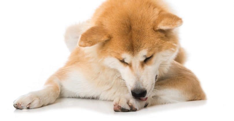 How To Stop Dog Licking Paws