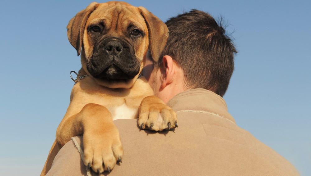 Perro Herido Recogido de Manera Incorrecta