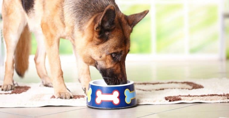 Why Are There Worms In Your Dog’s Water Bowl?