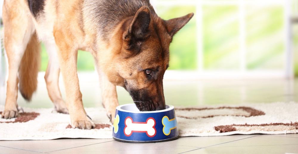 Why Are There Worms In Your Dog's Water Bowl?