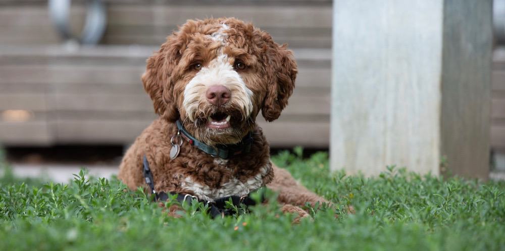 Mini Goldendoodle For Sale