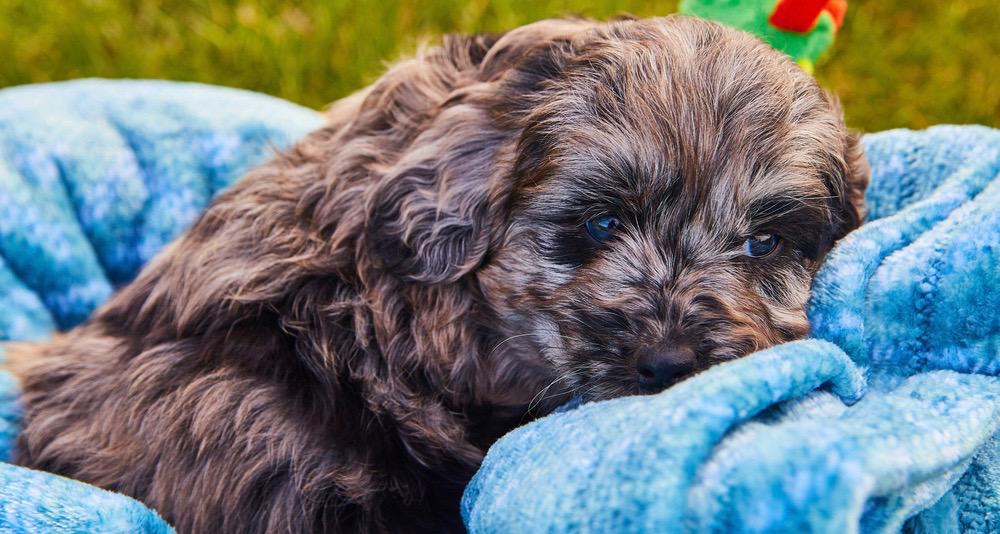 Mini Goldendoodle Puppy Breeders 