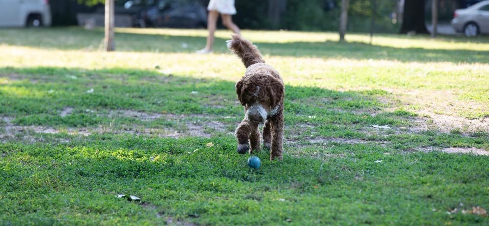 Mini Goldendoodles For Sale