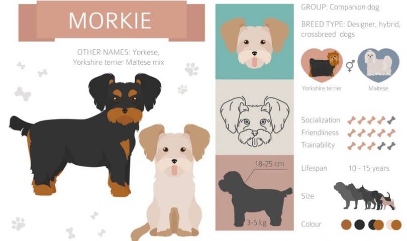 Morkie Growth Chart | Morkie Weight & Size Chart