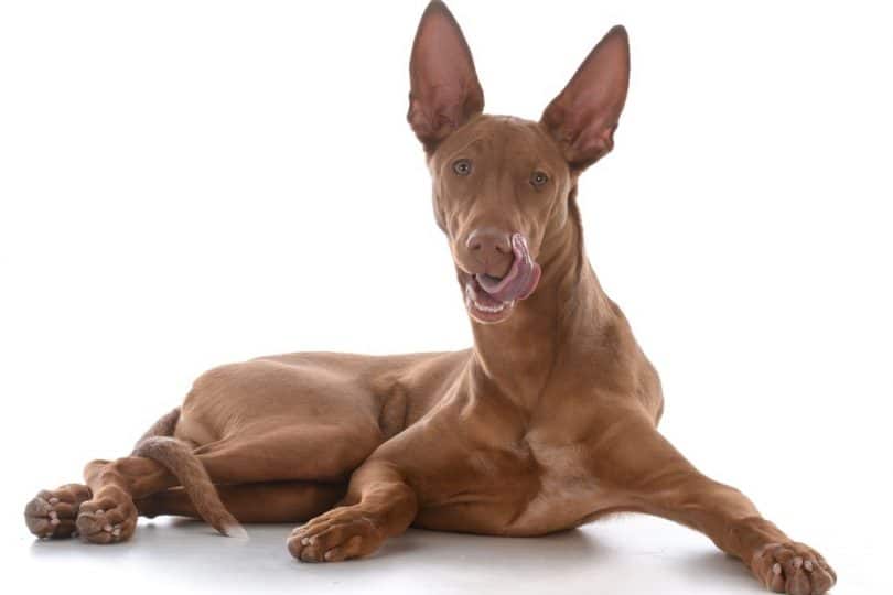 Dog Smacking Lips In The Middle Of The Night (Possible Causes)