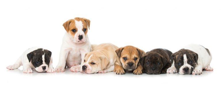 Olde English Bulldogge Breeders – Puppies For Sale