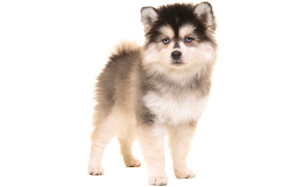 how much does a full grown pomsky weigh