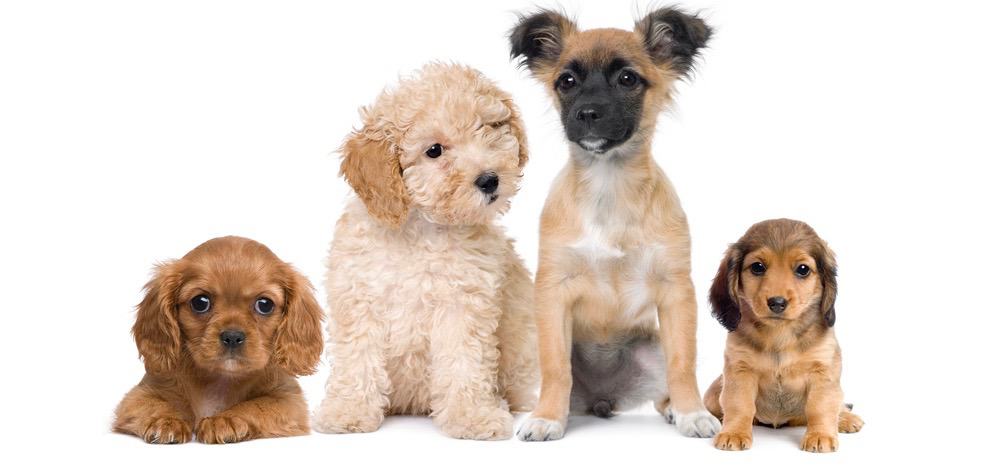 Puppies Poops Worms After Deworming