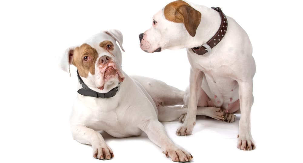 Puppy American Bulldog Breeders