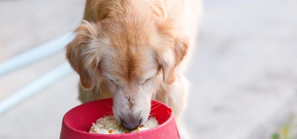 Rice And Chicken For Dogs