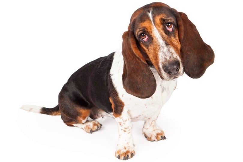 Dog Yelps When Picked Up Under Chest (Why & What To Do)