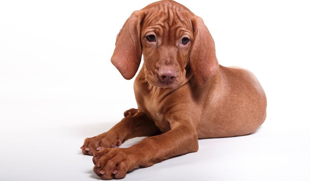 Vizslas Breeders