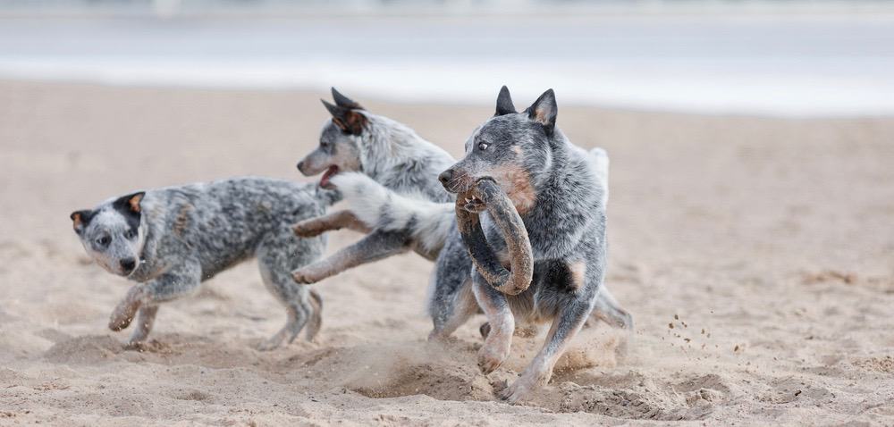 When Blue Heelers Calm Down