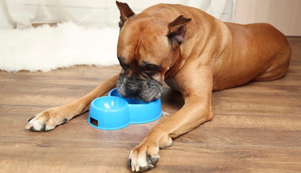 Worms And Dog Water Bowl