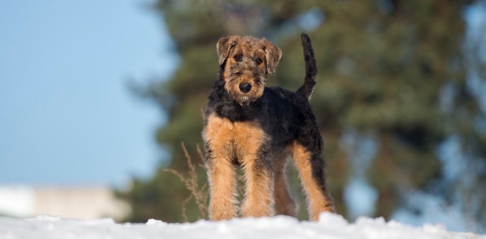 Airedale Terrier Diet