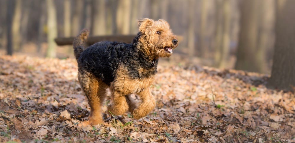 Airedale Terrier Fully Grown