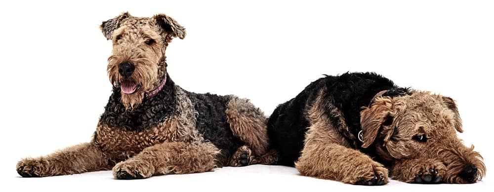 Airedale Terrier Growth